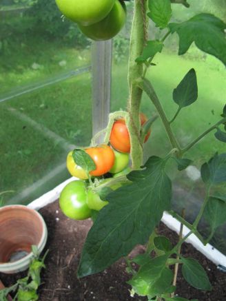 Tomater i drivhuset